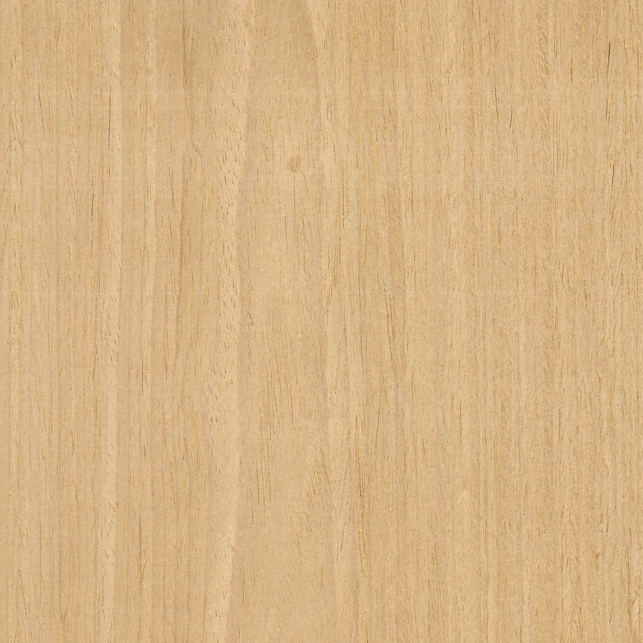 Carvalho Americano Catedral